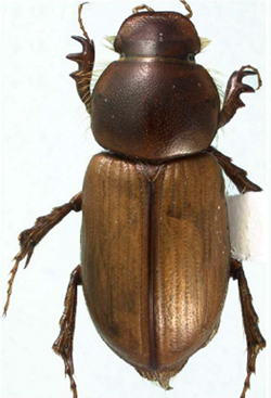 orodaliscoides male